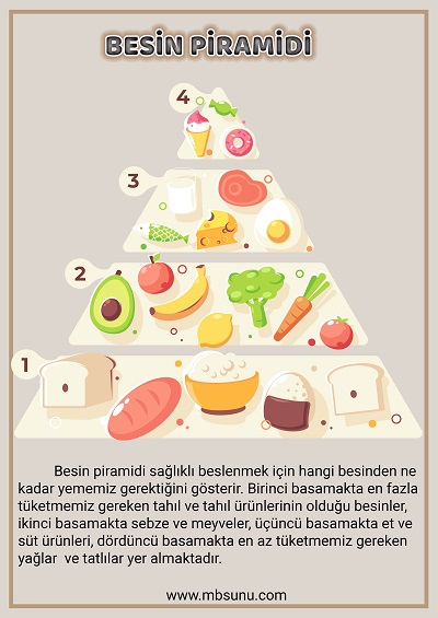 4. Sınıf Fen Bilimleri - Besin Piramidi Posteri 2 - A3