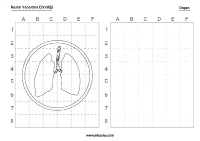 Resim Yansıtma Etkinliği - Organlar - Paket 2