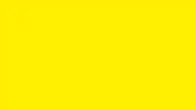Sarı Gül HD Düz Renk Arka Plan
